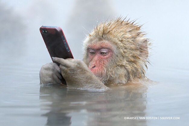 IPhoneBlog de Monkey Business|