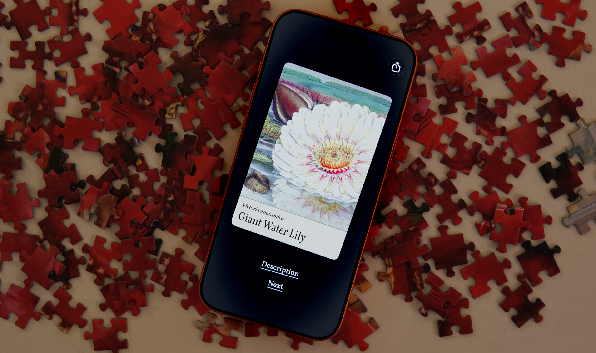 Ein Smartphone, das ein Bild einer riesigen Seerose anzeigt, umgeben von roten Puzzleteilen. Der Bildschirm des Telefons zeigt das Bild mit dem Text: "Victoria amazonica, Riesenseerose, Beschreibung, Weiter".